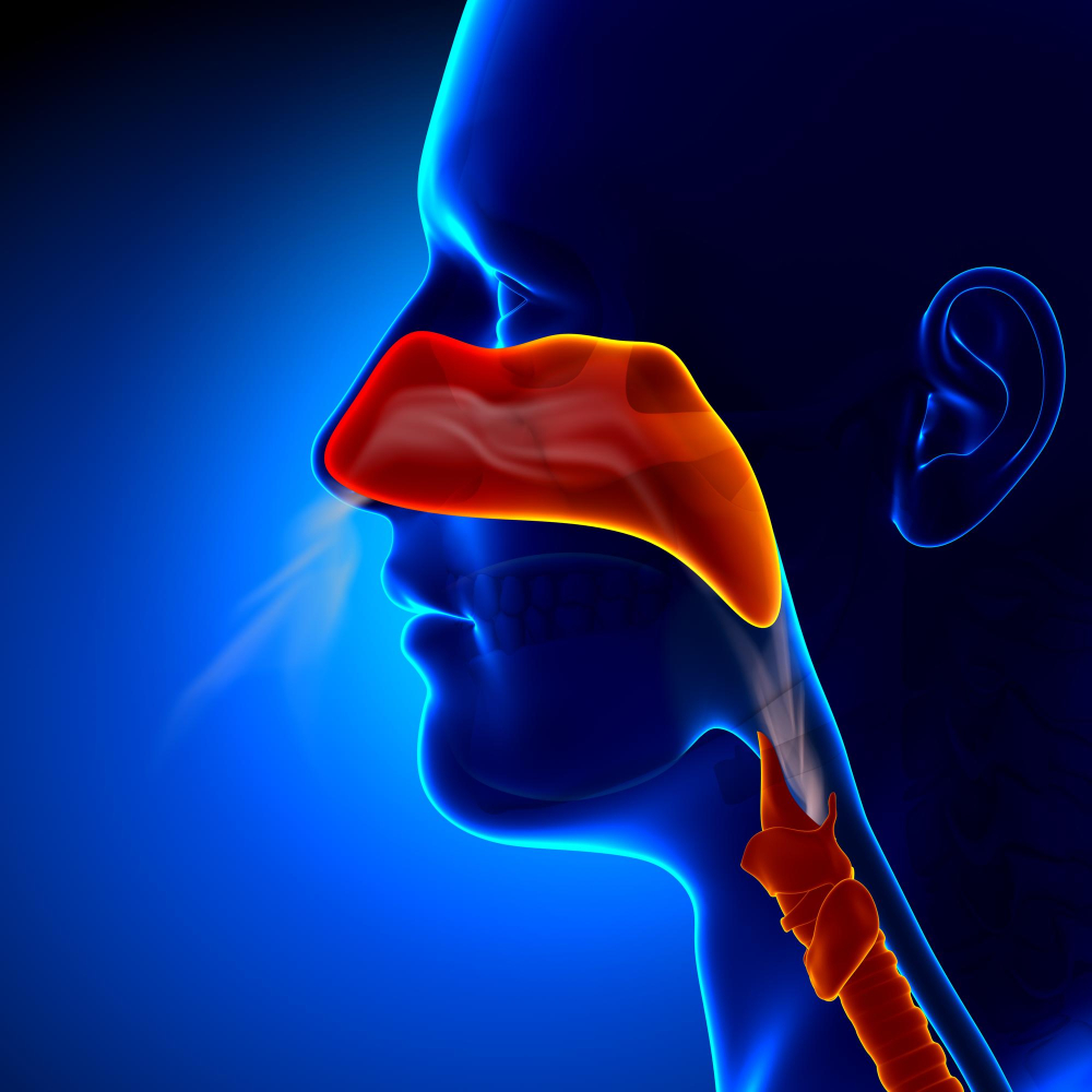 Ear, Nose and Throat (ENT)